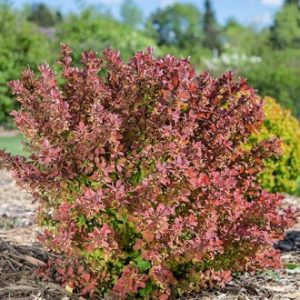 Dracila japoneza pink