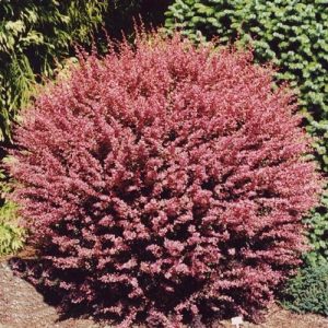 Dracilia tunberga-red carpet