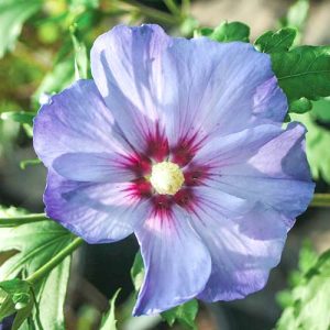 Hibiscus azurri vandeputte 50-100 cm