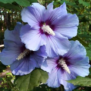 Hibiscus blue satin 50-100 cm
