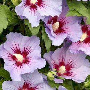 Hibiscus marina 50-100 cm