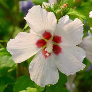 Hibiscus mathilde 50-100 cm