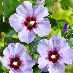 Hibiscus oiseau bleu vandeputte 50-100 cm