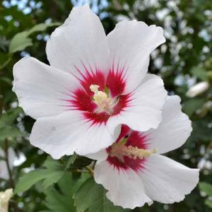 Hibiscus shintaeyang vandeputt 50-100 cm