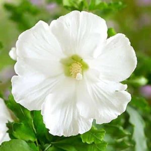 Hibiscus totus albus vandeputte 50-100 cm