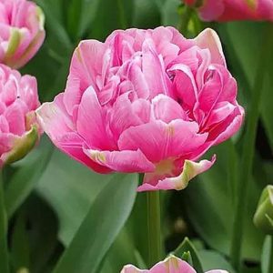 Lalele Aveyron 500 buc