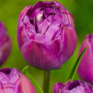 Lalele Blue Diamond 500 buc