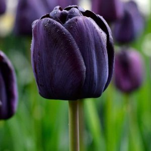 Lalele Queen Of Night 500 buc