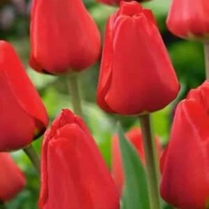 Lalele Apeldoorn 500 buc