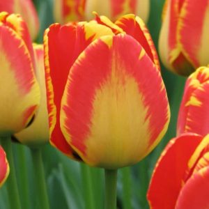 Lalele Banjaluka 500 buc