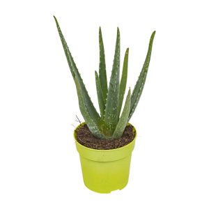 Aloe vera la ghiveci
