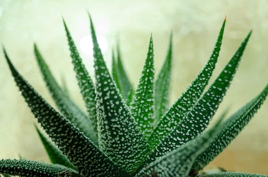 Plante suculente la ghiveci