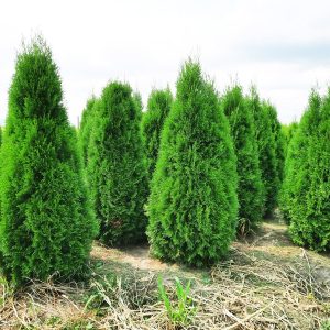 Tuia inaltime 1.4-1.6 m