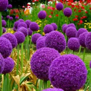 Ceapa Decorativa(Alium)