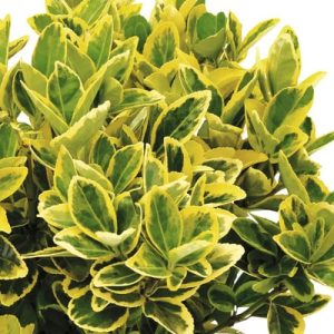 Euonymus japonicus galben inaltime 50-70 cm