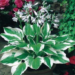 hosta