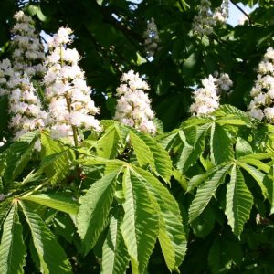 Aesculus Hippocastanum Baumannii (castan salbatic)