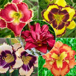 pachet mix de 10 rizomi de crini hemorocallis