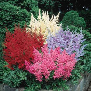 Amestecul Astilbe Super 4 buc