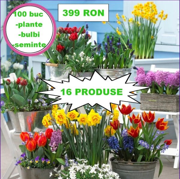 Mega Pachet Flori – 100 bucăți / 16 produse