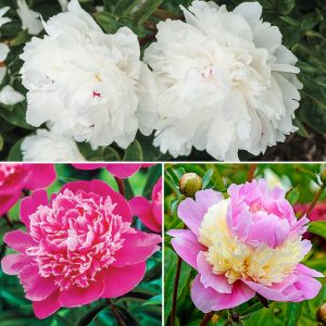 Cea mai parfumată colecție de bujori 3 buc