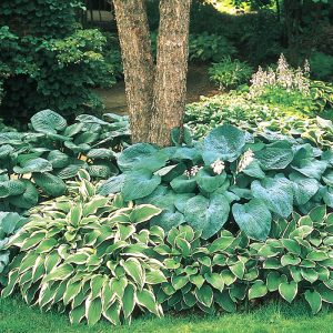 Hosta Mixture Super 5 buc