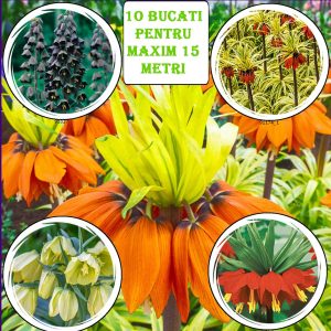 Pachet anti-cartite Fritilarea 10 buc pentru 15 metri