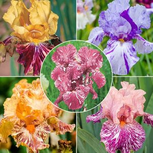 Rizomi de iris colectia 2024 (5 Buc)