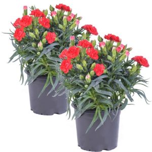 Garofita la ghiveci Red Carnation Vietnam