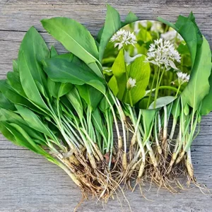 Bulbi de leurda (alium ursinum) 20 buc - Proaspeți și savuroși pentru preparate culinare delicioase