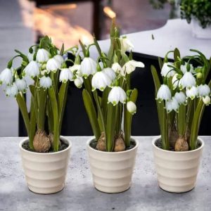 Ghiveci cu ghiocei de grădină - Aranjament floral primăvăratic