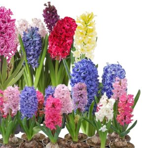 Set de Zambile la Ghiveci 10buc