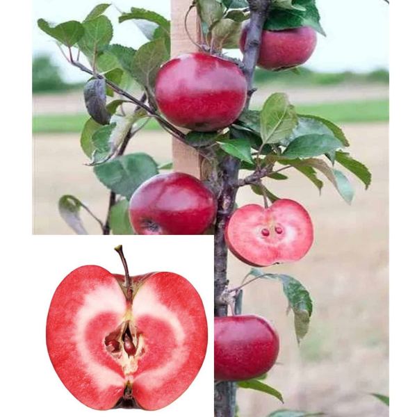 Mar columnar red love