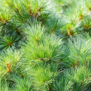 Pin Canadian - 100 cm