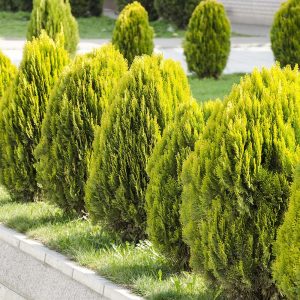 Tuia Aurea Nana - 50 cm inaltime