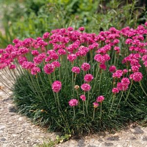 Armeria -Armeria pseudarmeria Ballerina Red - japonica / ghiveci