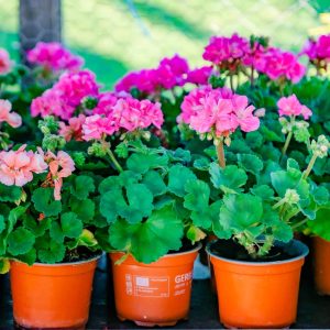 Set 5 muscate - Pelargonium Zonale