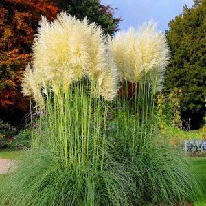 Cortaderia selloana – Iarba de Pampas / ghiveci - Galben