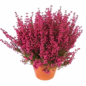 Erika roze / ghiveci