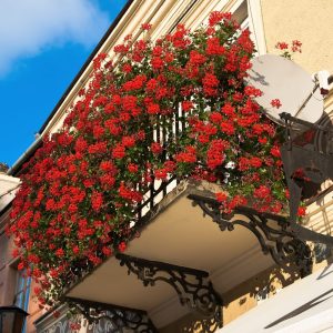 Muscate Curgatoare Tiroleze / ghiveci