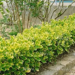 Euonymus japonicus Albomarginatus - 30 cm