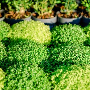 Planta Lacrimi de Inger, Soleirolia soleirolii, Inaltime 20 cm, Diametru ghiveci 13 cm, Verde