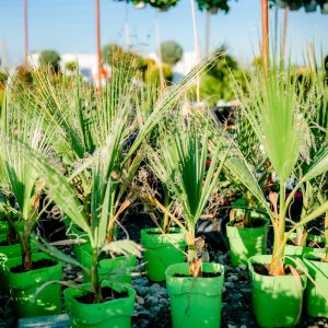 Palmier Washington Robusta  Aclimatizat 50-60 cm