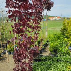 Artar norvegian Purple Globular - 2,5 m inaltime