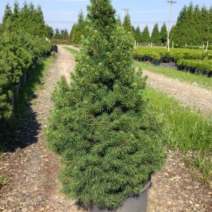 Picea glauca CONICA - 50 cm