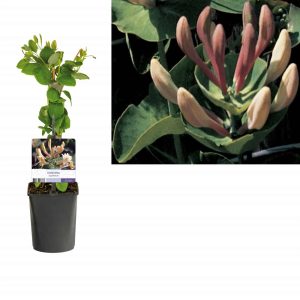 Lonicera Mana maicii domnului - ghiveci