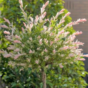 Salix integra flamingo