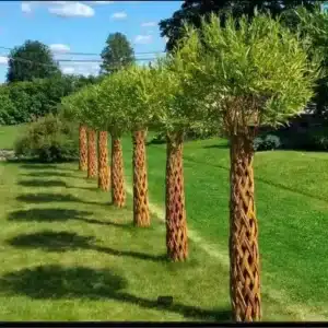 Salcie impletita 1,6-2 metri pentru gradina - Element decorativ natural