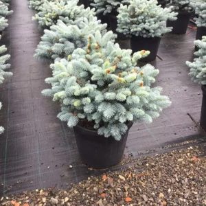 Picea pungens "Glauca Globosa" (Molid argintiu globular)