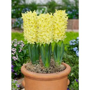 ZAMBILE - GIPSY PRINCESS (marime 19+) 200 buc